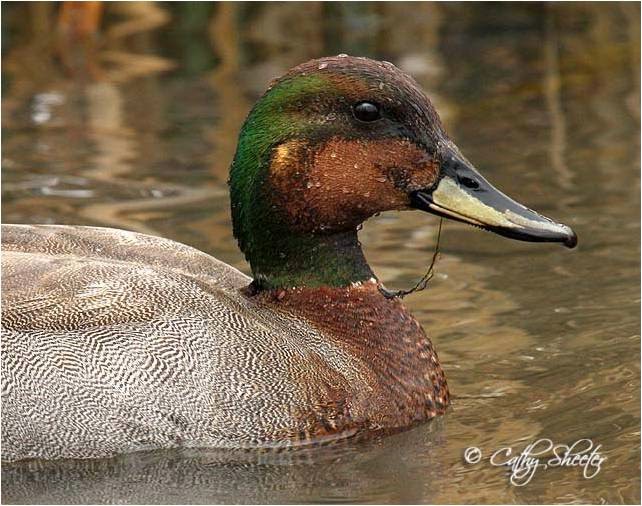 Bird Hybrids Gadwall x Mallard