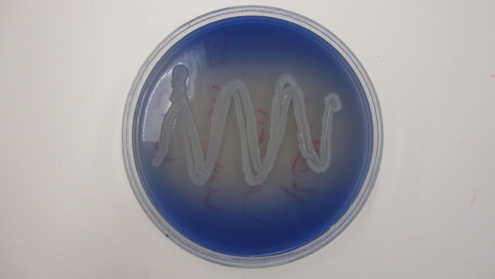 MicrobeDiscoveries Starch, Lipid, Casein, and Motility Results