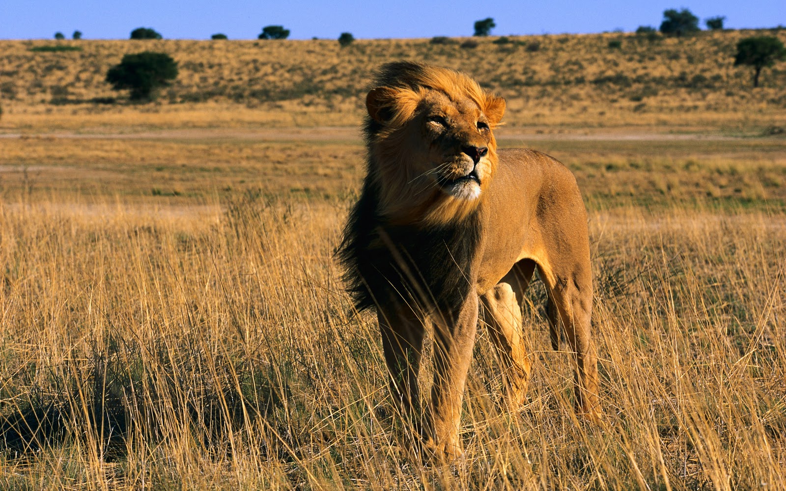 http://1.bp.blogspot.com/-aWwi_xbDQMs/T5E2mhCkkGI/AAAAAAAAHhg/hXHWg6dqqKo/s1600/Lion+Wallpapers+-+guru+wallpaper7+(8).jpg