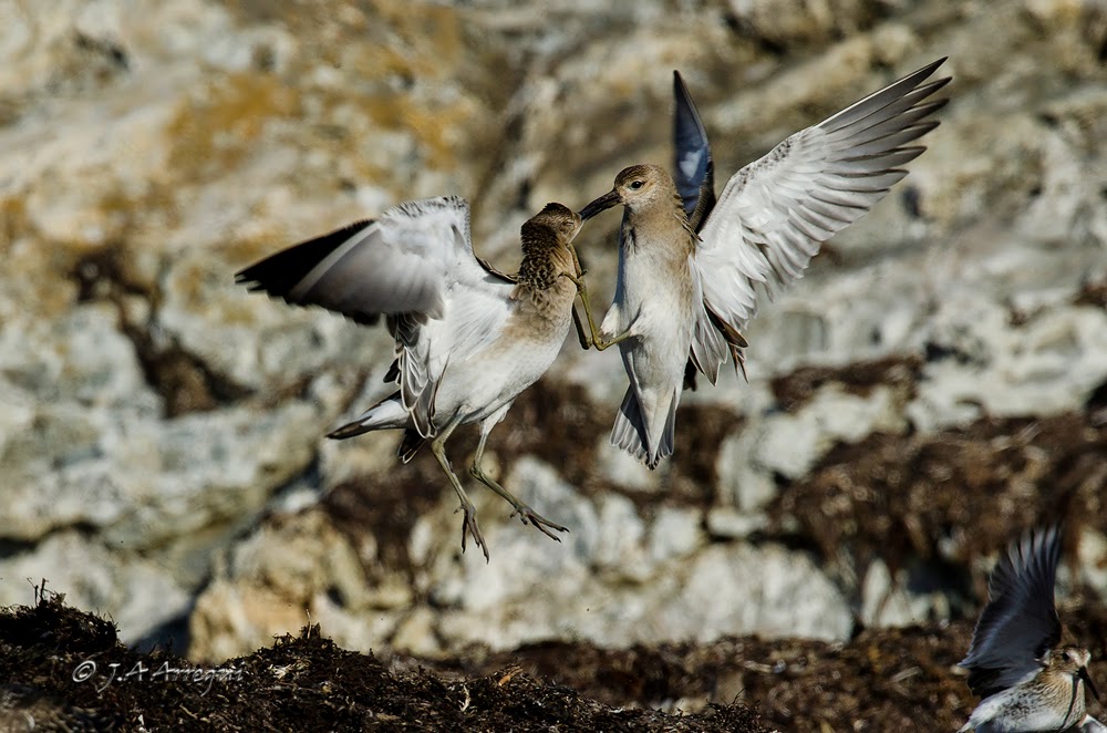 Combatiente, Philomachus pugnax, Ruff Combatiente, Philomachus pugnax, Ruff