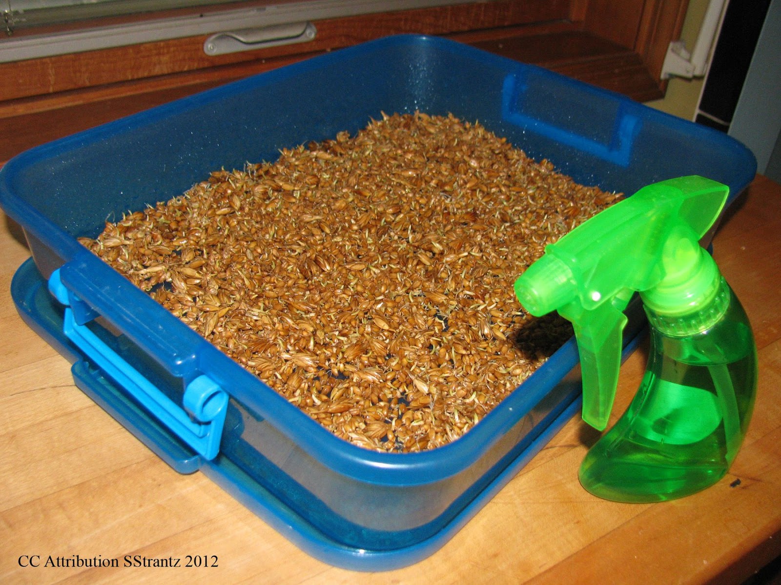 Natural Chicken Keeping Easy Ways to Sprout Seeds for Your Chickens