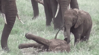 Funny animal gifs - part 114 (10 gifs), baby elephant playing