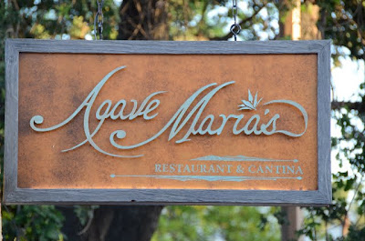agave striving maria unique concept