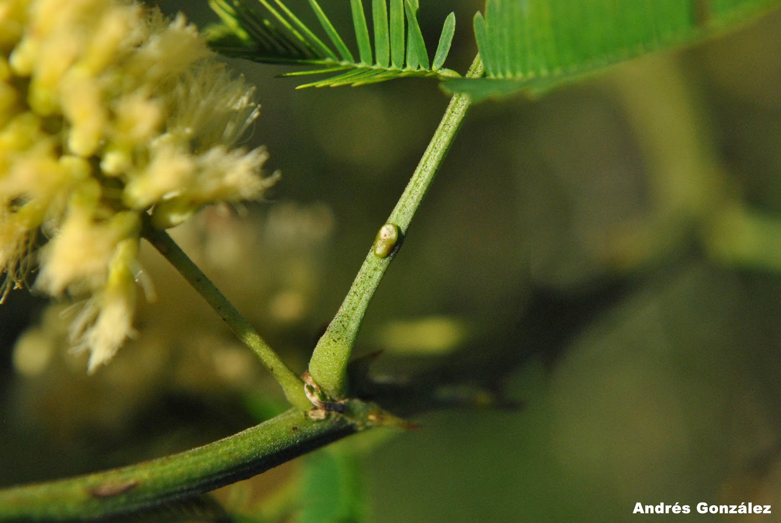 FOTOS DE FLORA NATIVA Y ADVENTICIAS DE URUGUAY Senegalia bonariensis