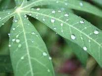 Health benefit of cassava leaves