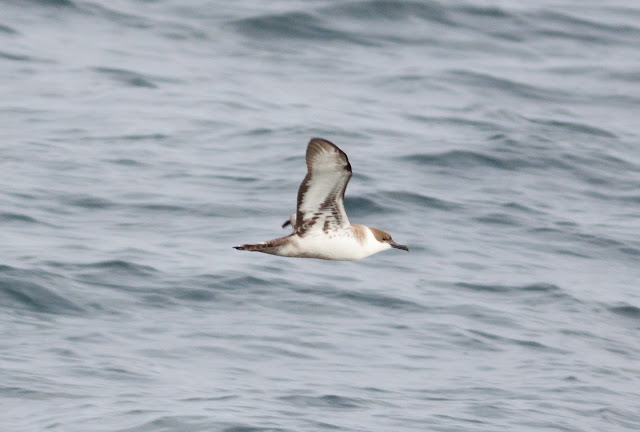 Great Shearwater - Scilly