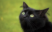 A black cat enter your home. koko 