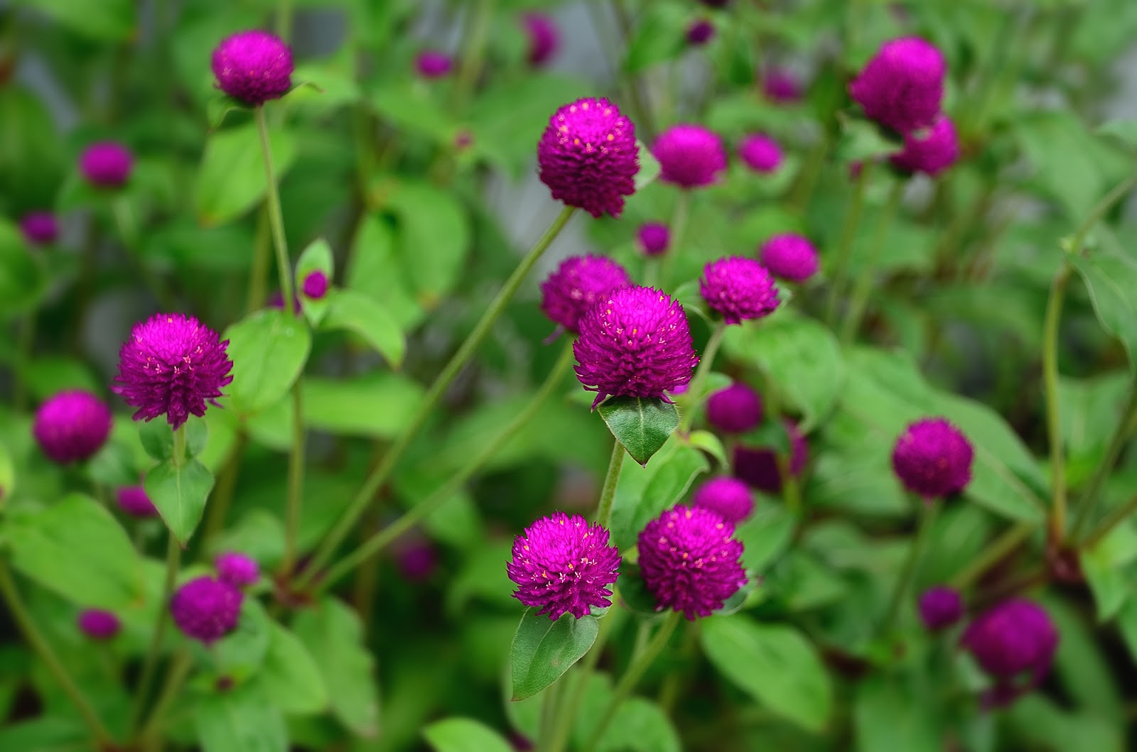 hata3 s photo haiku globe amaranth hata3 s photo haiku globe amaranth