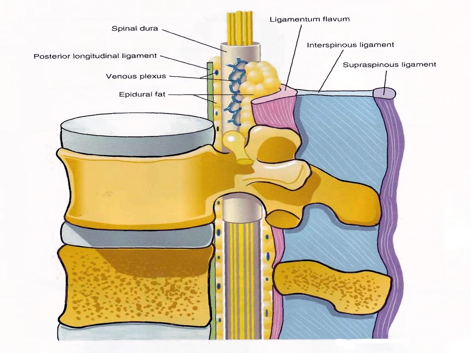 You're going to do what with a what in my where? FatGirl vs World