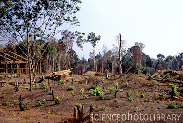 Deforestation by the Viet's rubber plantation companies in Cambodia.