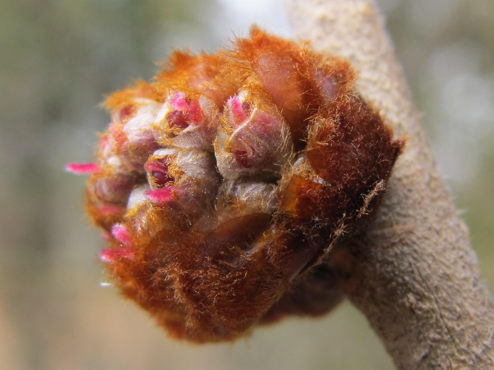 Blue Jay Barrens Slippery Elm