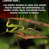 La mantis hembra se come al macho durante el apareamiento (VIDEO)