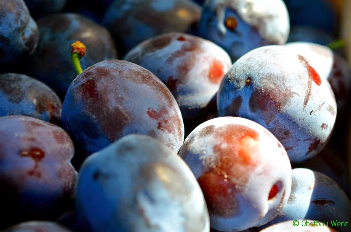 Zwetschgen Zwetschgen