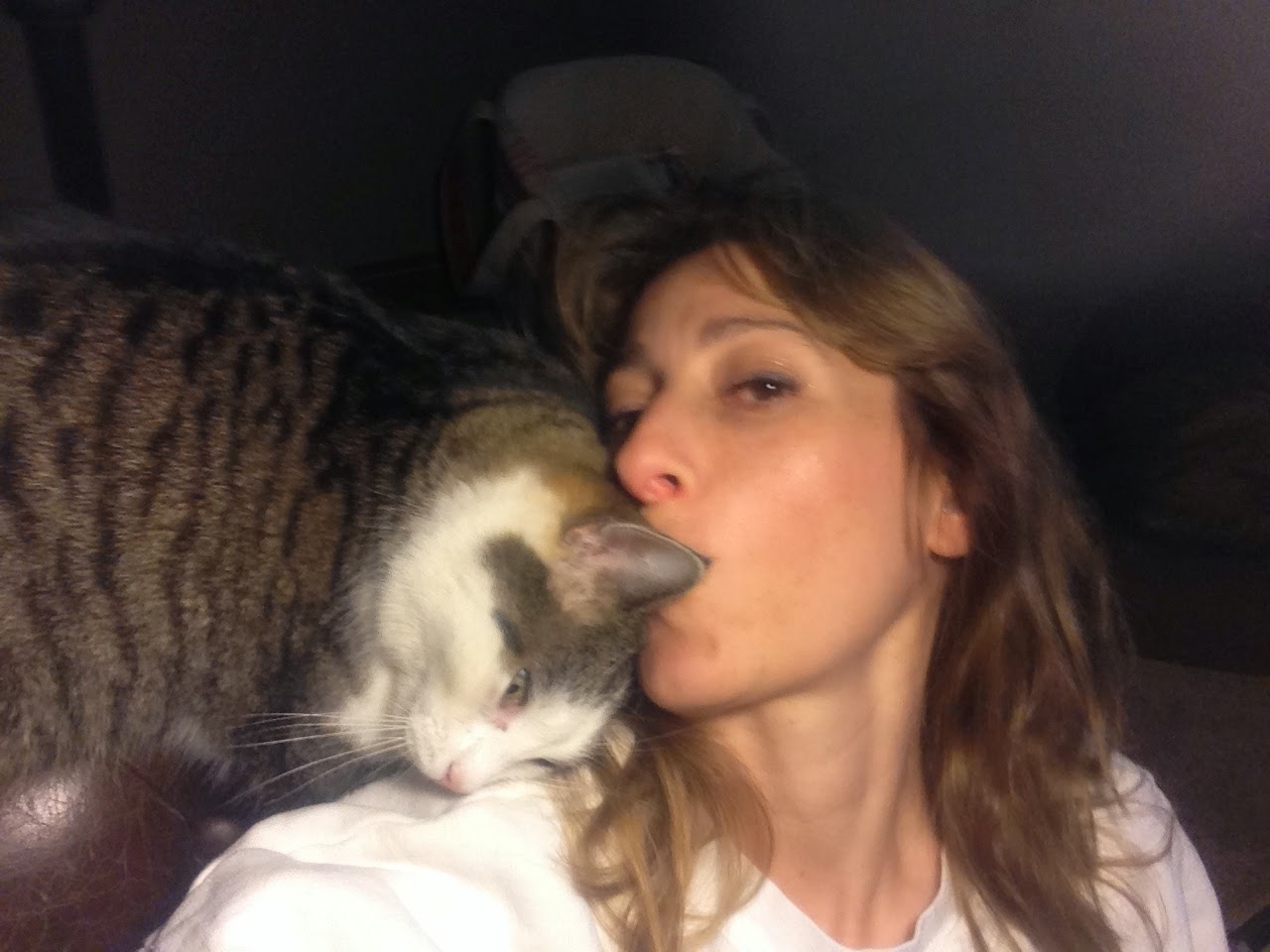 Diary of a RealLife Veterinarian Facial Scent Glands in the Cat