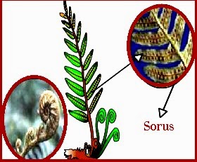 Ciri-Ciri Klasifikasi Tumbuhan Paku (Pteridophyta) | Artikelsiana