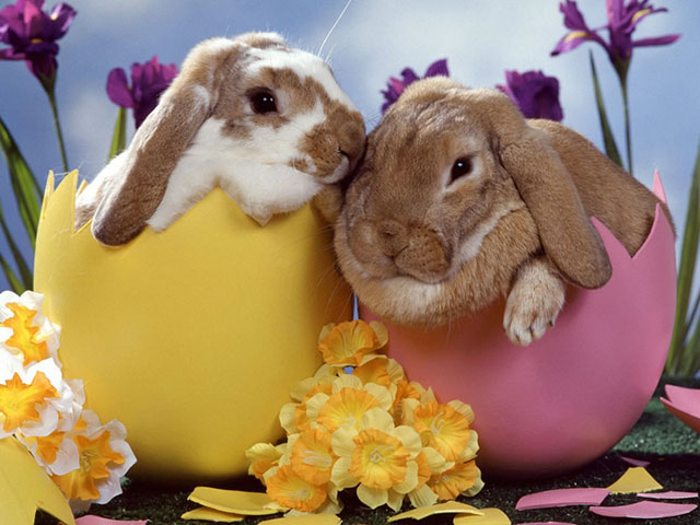 Happy Belated Easter - Bunnies are Cute
