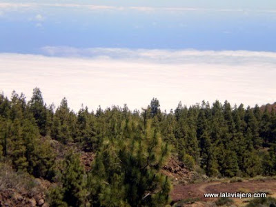 Mar de Nubes y pinares del Parque Natural de la Corona Forestal Mar Nubes Corona Forestal Teide, Tenerife