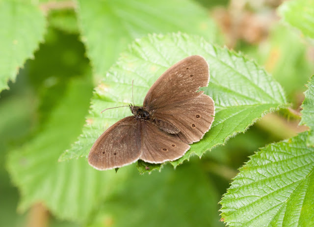 Ringlet - Fermyn Woods, Northamptonshire