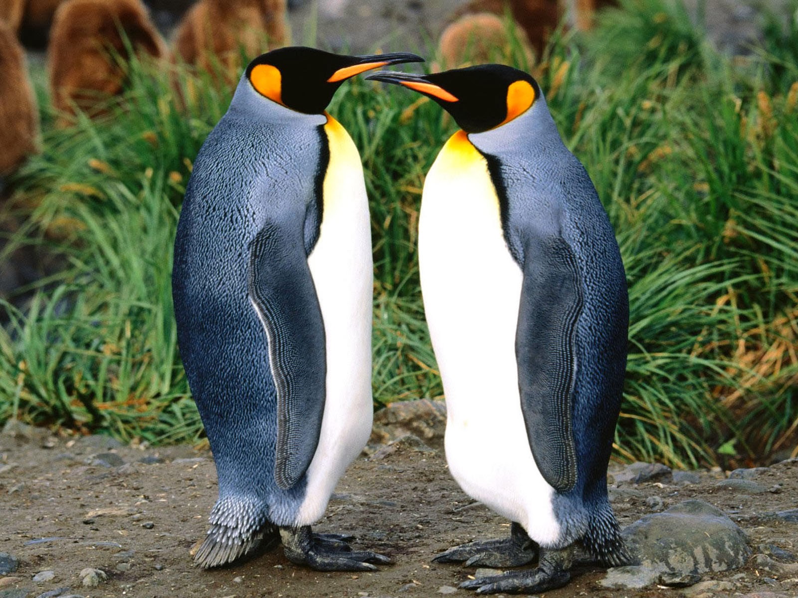 wallpapers: King Penguins Wallpapers