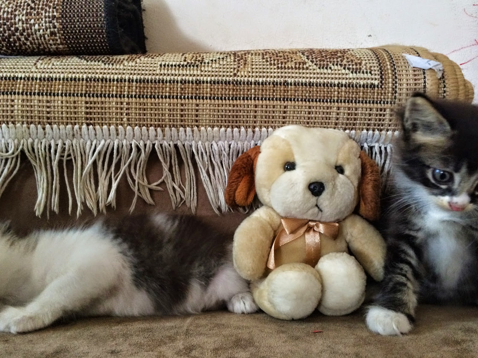 toralei cat tastrophe