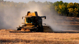 Combine harvesting in the field