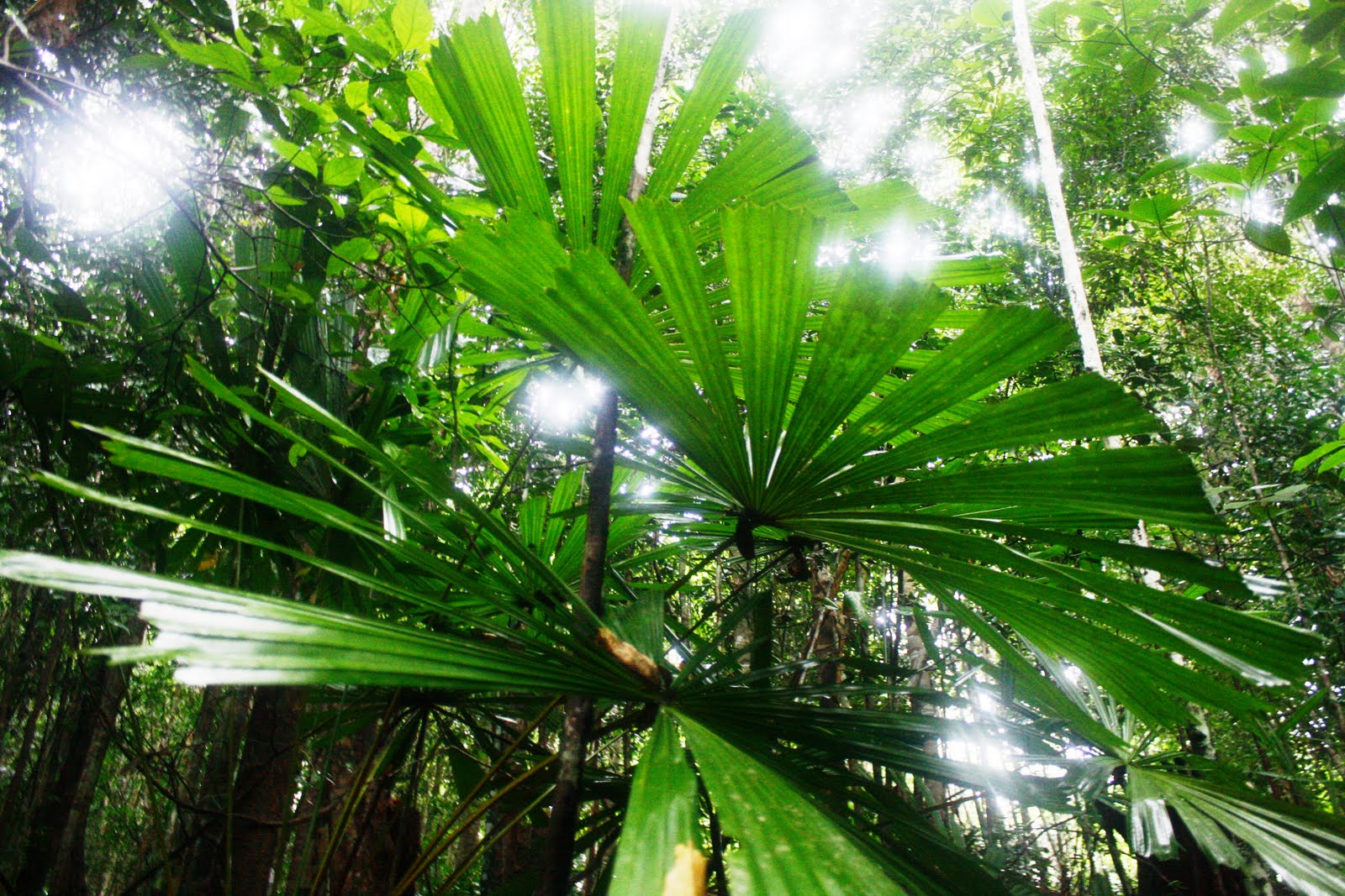 Cikgu Roslan: Jom kenal hutan kita: Hutan Hujan Tropika.