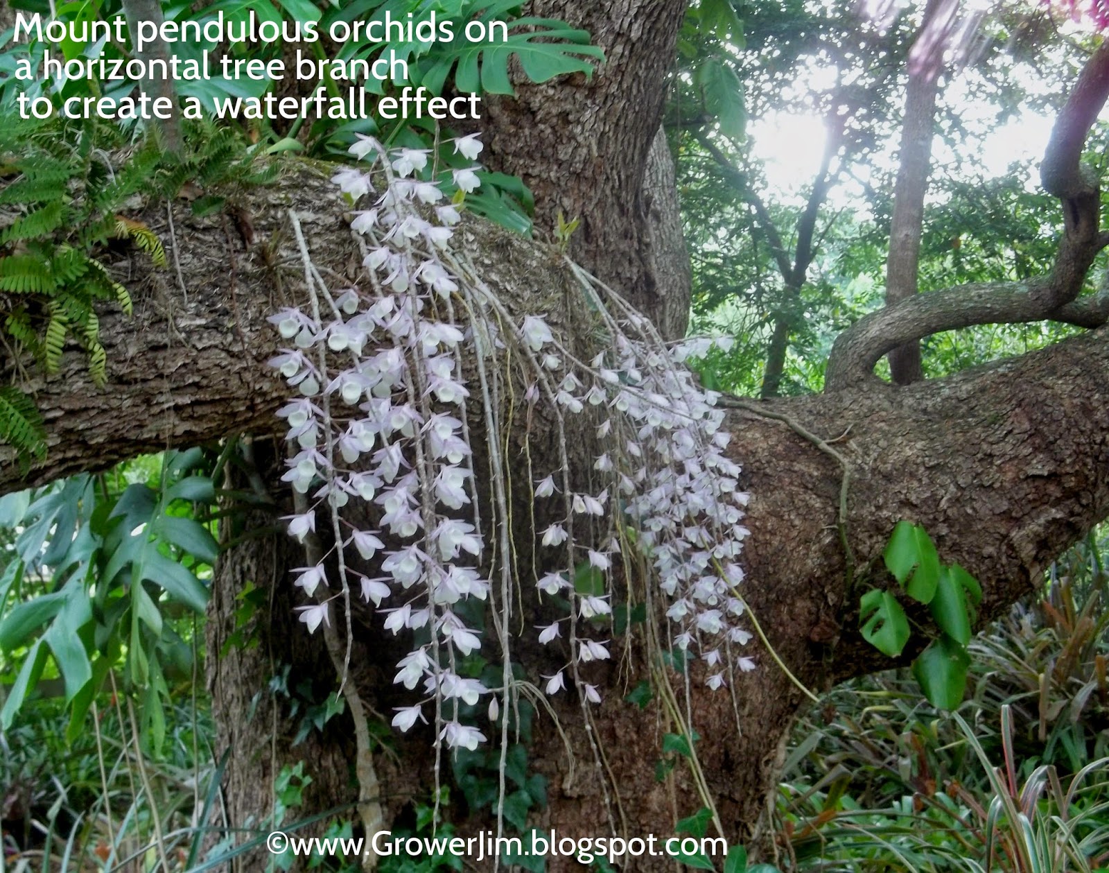 Garden Adventures Orchid waterfall