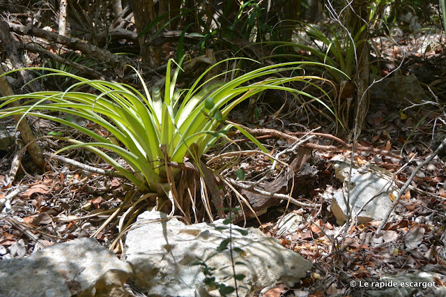 Leon Levy Native Plant Preserve