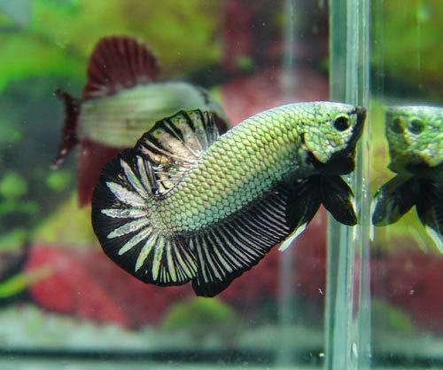 BETTA FISH photos - wallpapers | the fun bank