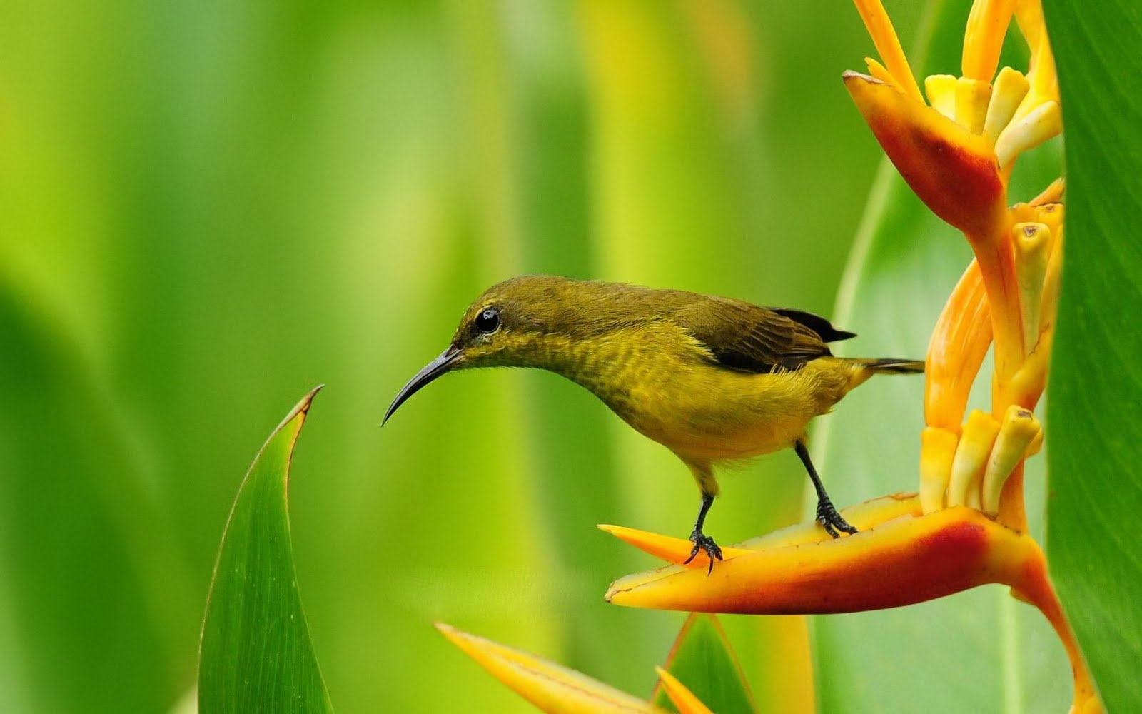 pics and wallpaper birds nature wallpaper pics and wallpaper birds nature wallpaper