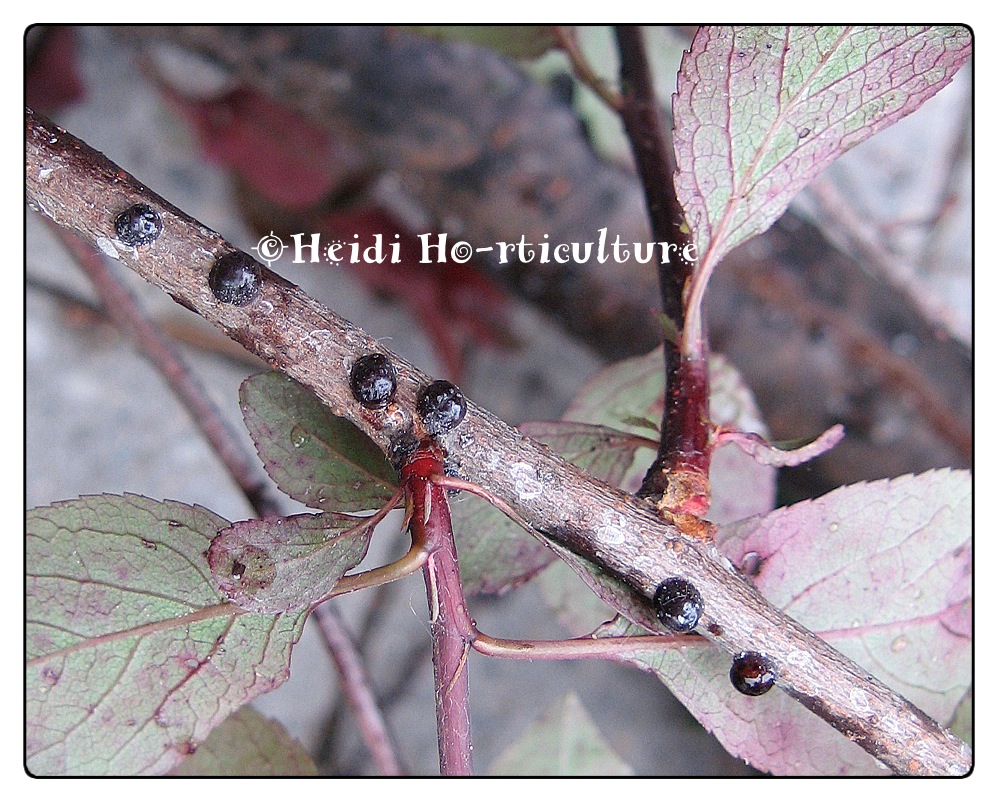 Heidi Horticulture Black Scale On Purple Leaf Sand Cherry Prunus