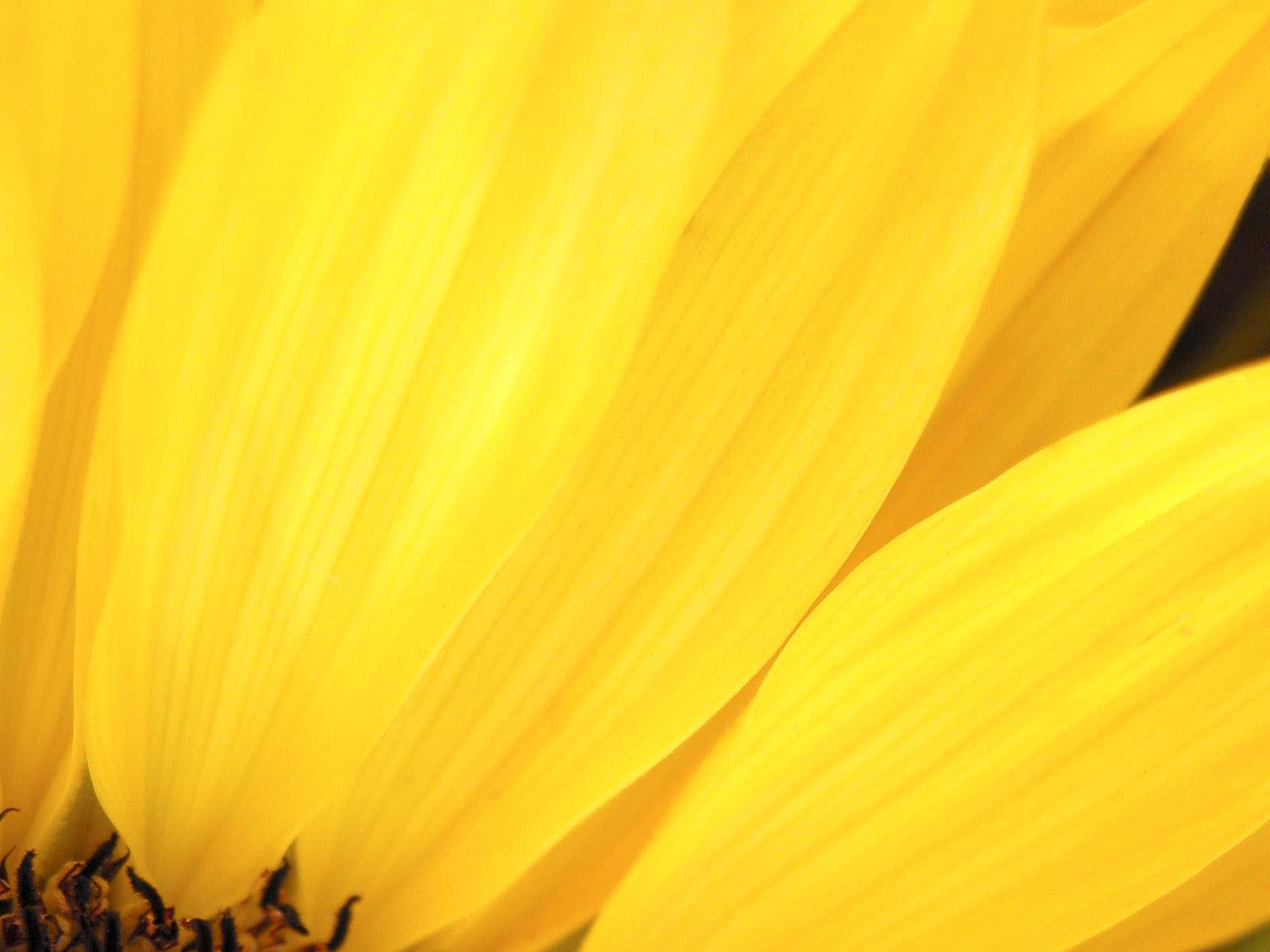 Yellow Flower Close-up Photo - Yellow Wallpaper hd