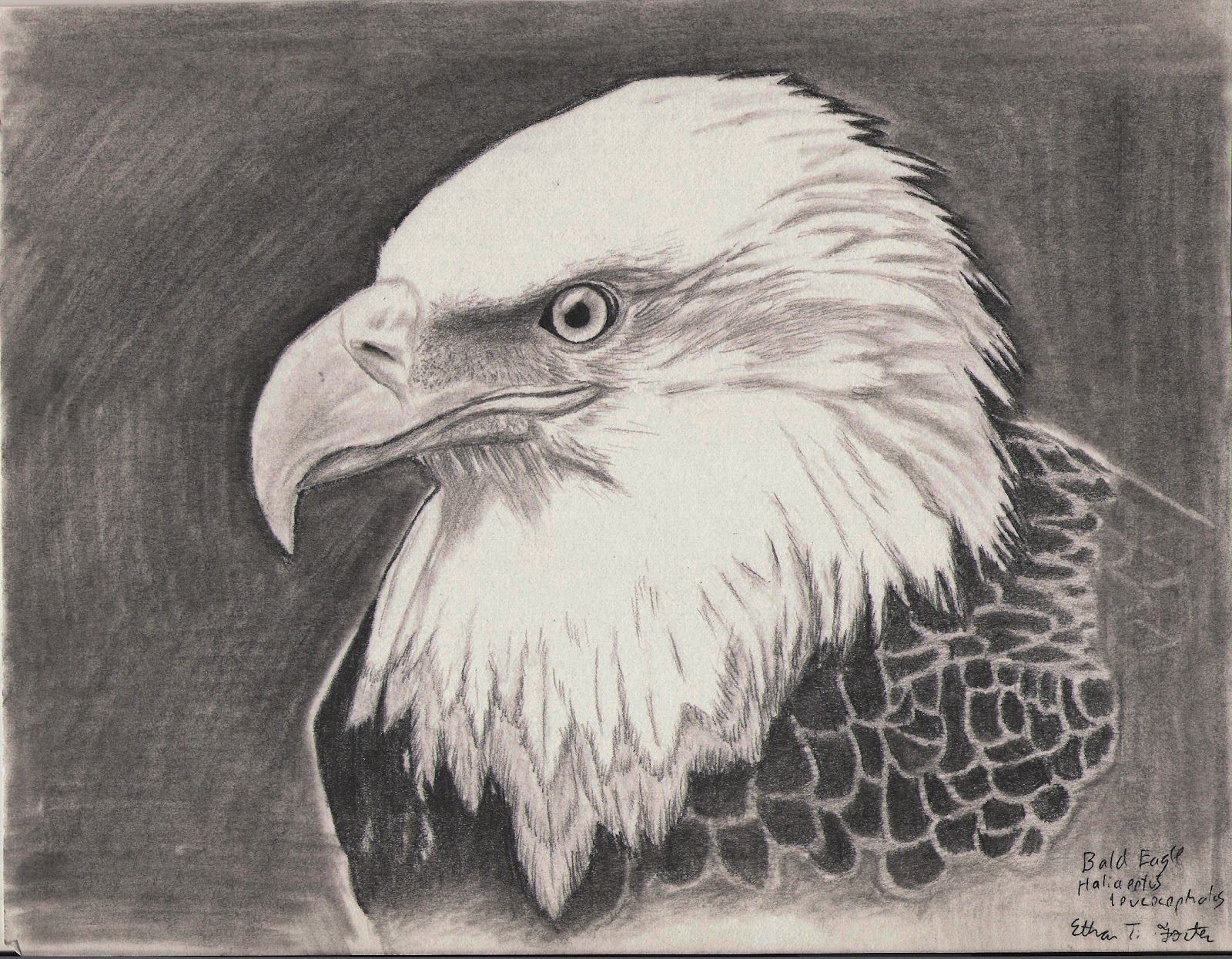 Bald Eagle in H, HB, and B3 Pencil | E.T. Foster: Art Porfolio