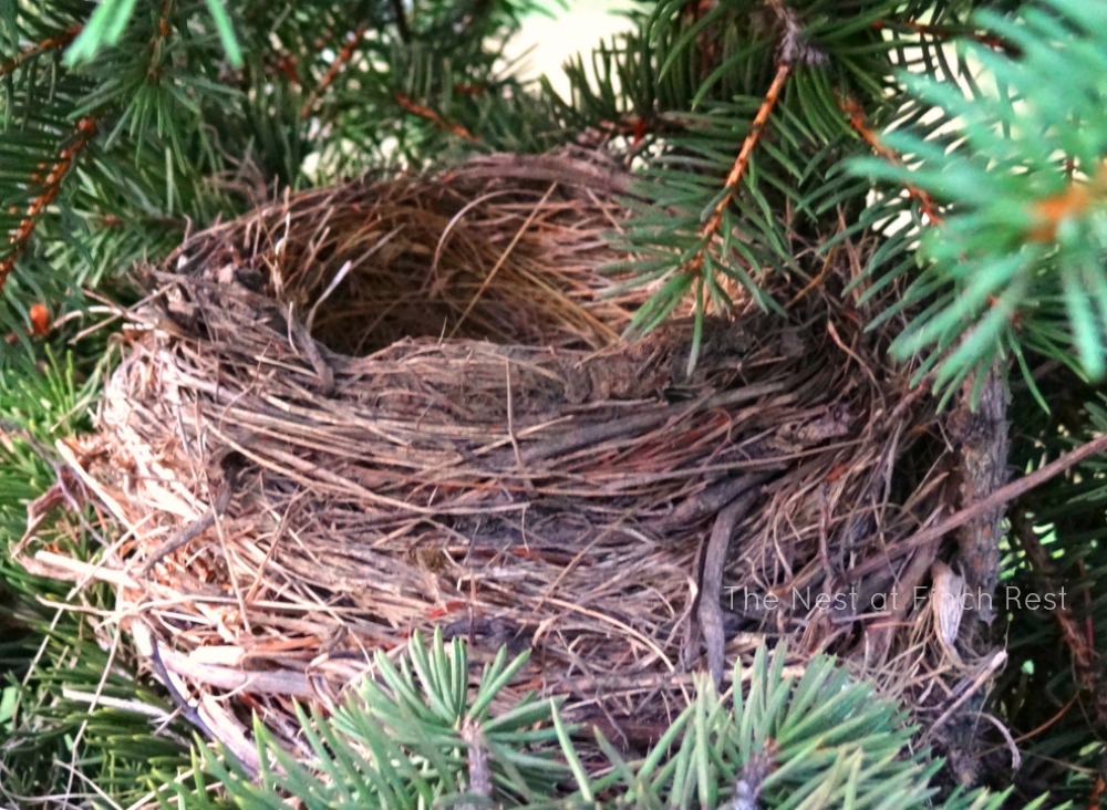 finch nest