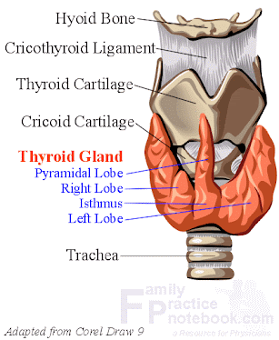 Anatomy of thyroid gland