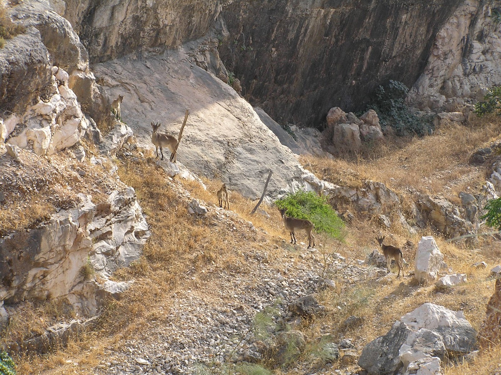 Alma biológica El hombre de las cavernas