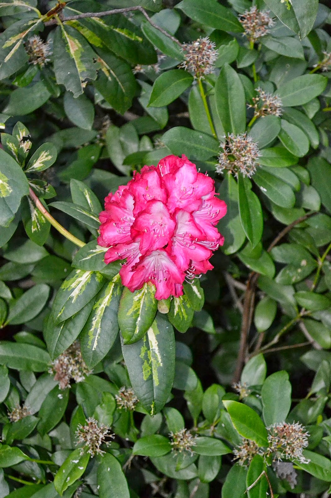 Winter Interest Shade Plants