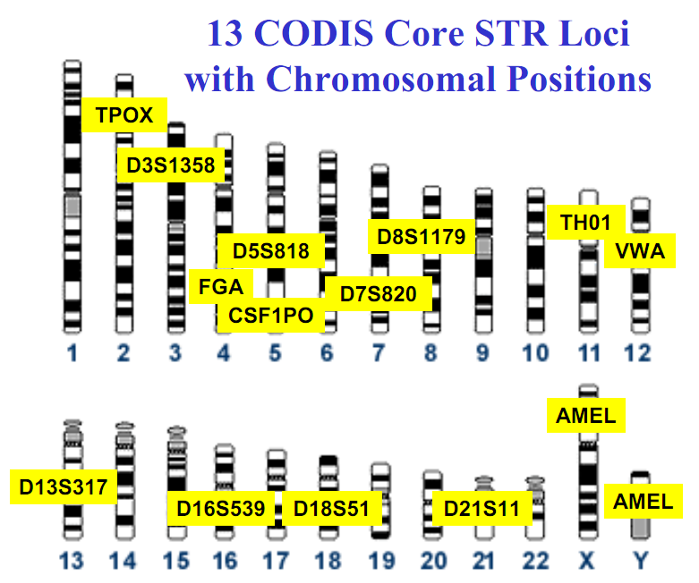 Throw a stone at me STR (short tandem repeat)