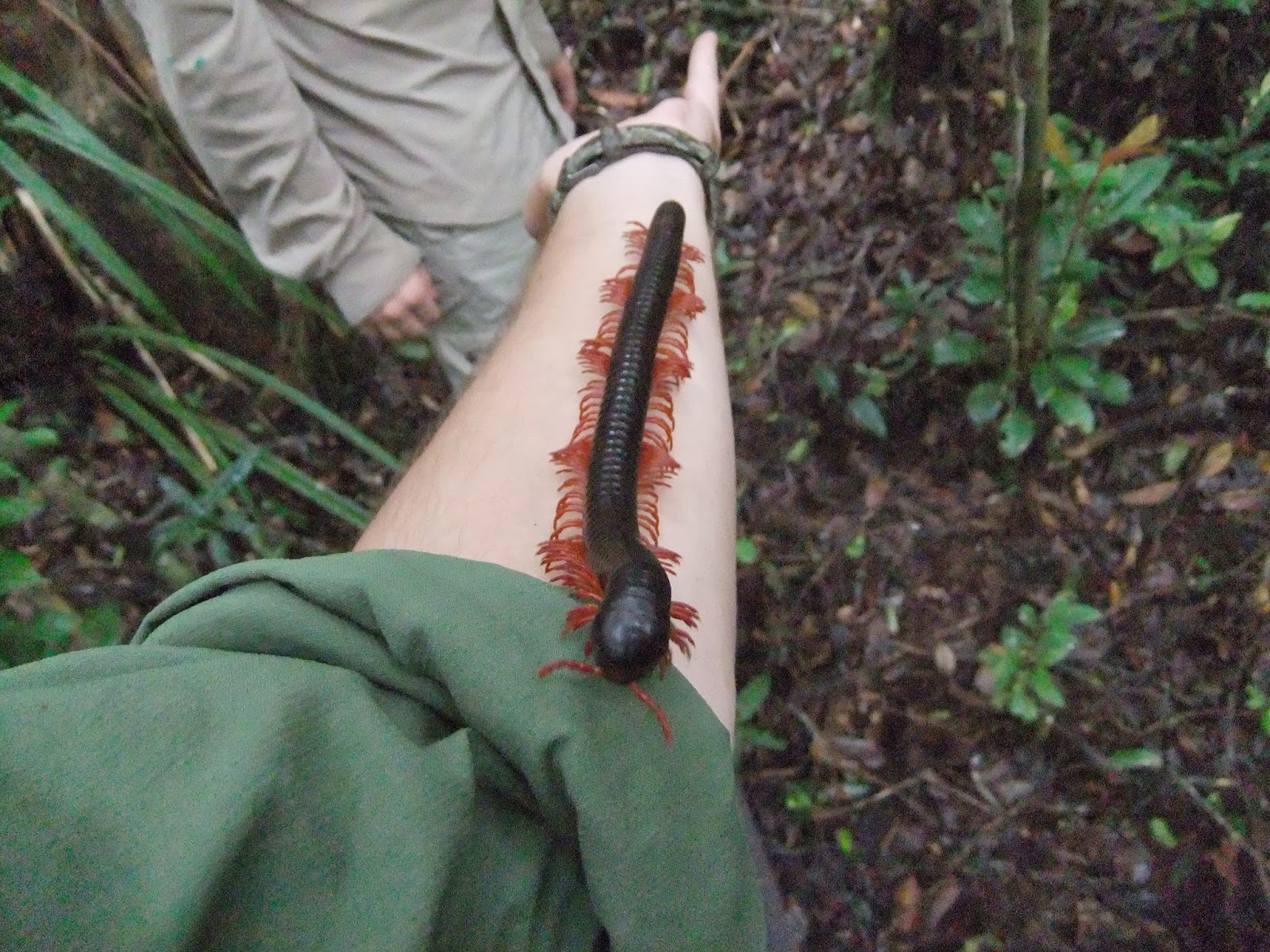 Marine to Myrmecologist: Orangutan camp