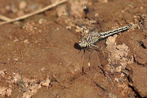 Brachythemis leucosticta