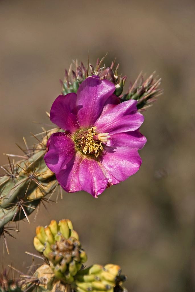 Flowering Cactus, Pecos National Park, New Mexico Dreaming Gardens