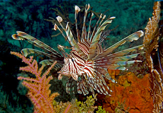 lionfish