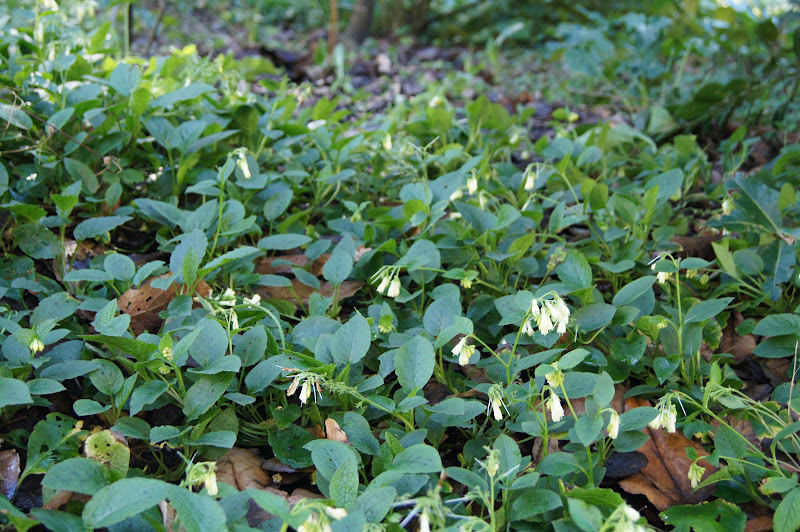 Blog Cargill Landscaping