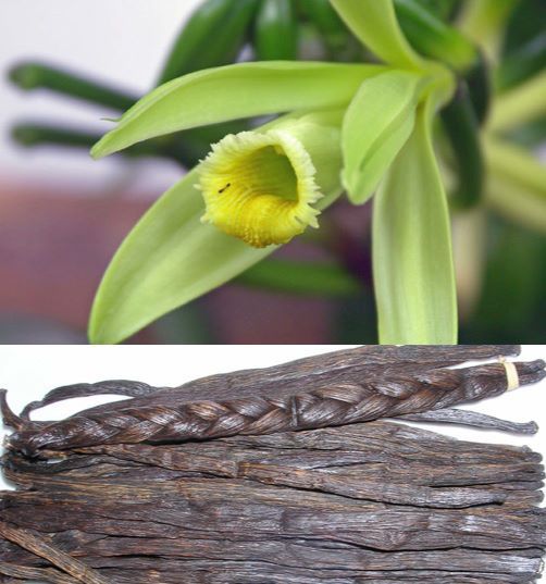 Prima Fleur Botanicals Prima Fleur Essential Oil VANILLA, TOTAL