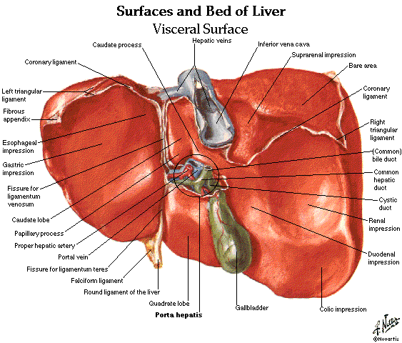 Human Anatomy Liver Location Diagram, Human, Free Engine Image For User