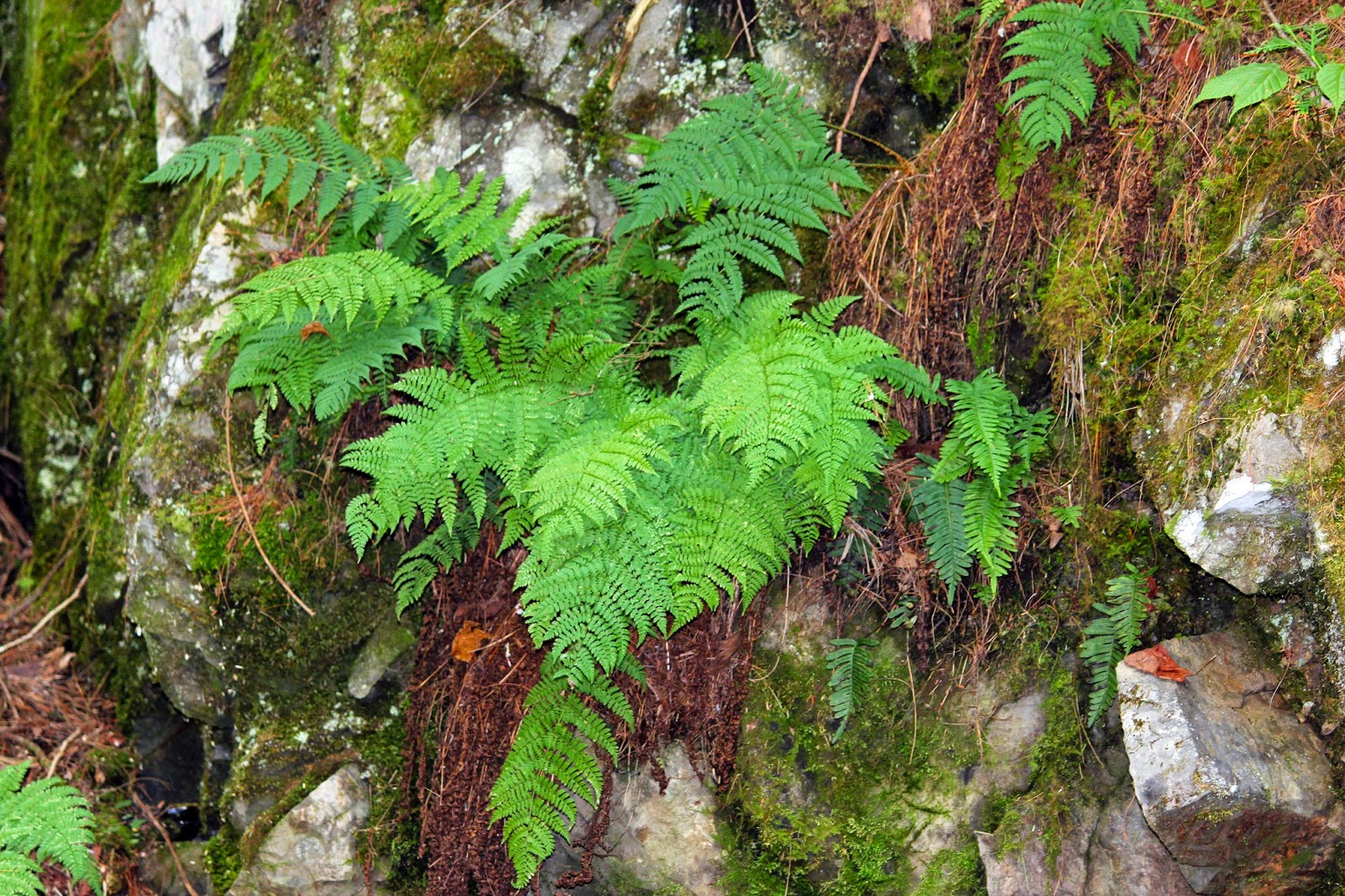 OFF THE BEATEN PATH Scotch Lake Road