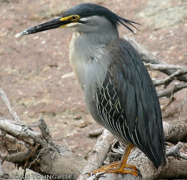 South African Photographs Greenbacked Heron