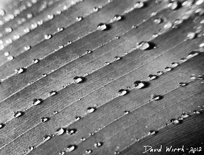 Macro Leaf water droplets