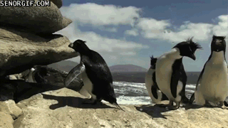 Funny animal gifs - part 112 (10 gifs), clumsy penguins