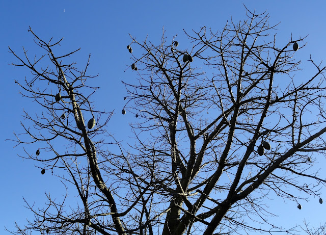 Pittosporum Stock Photos Pittosporum Stock Images Alamy